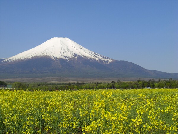 春季富士山图片