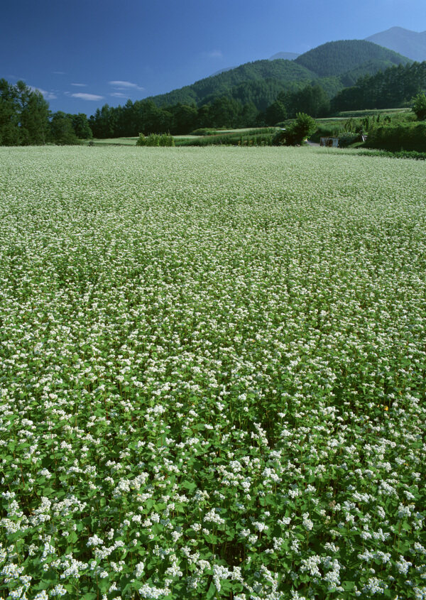 花植物田野