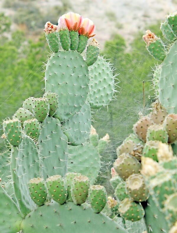 高清仙人掌开花图片