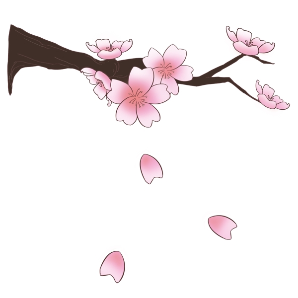 樱花花朵植物插画