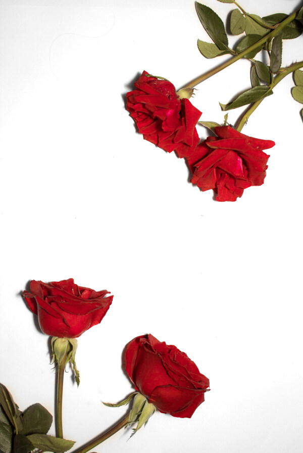 红色玫瑰花通用摄影背景