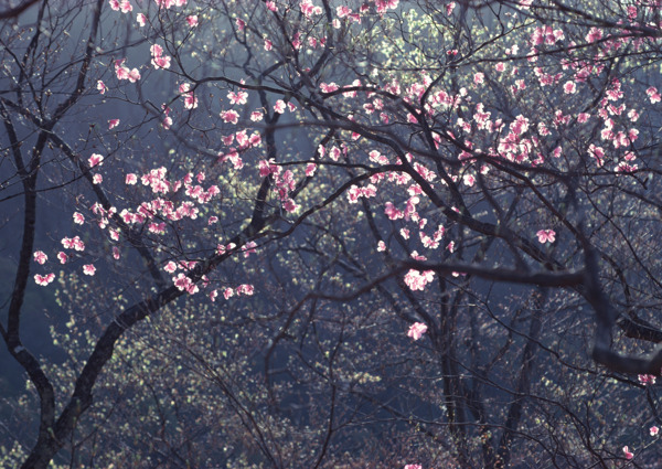 春暖花开花