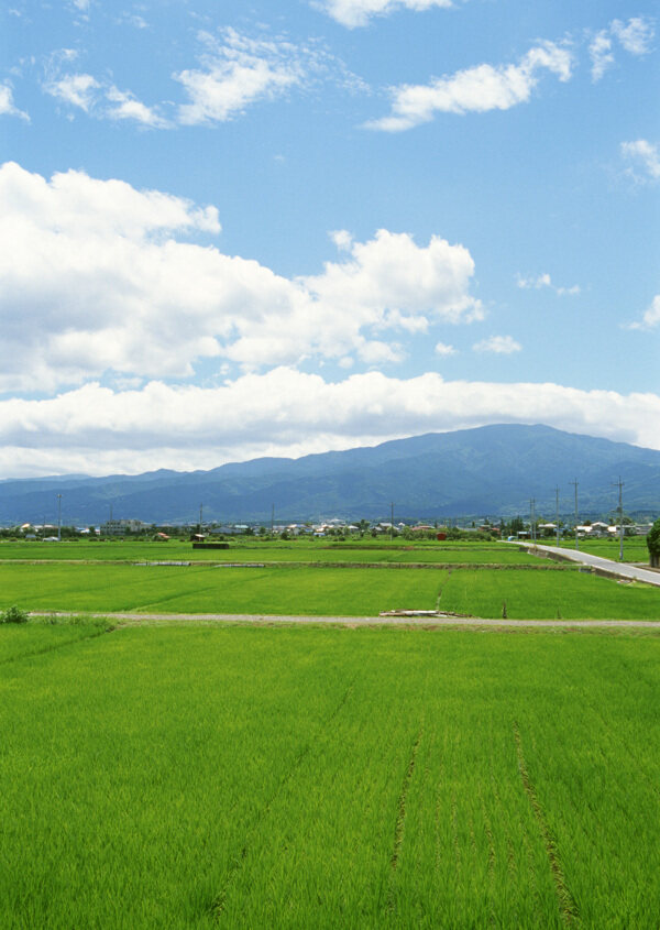 蓝天白云绿田地图片