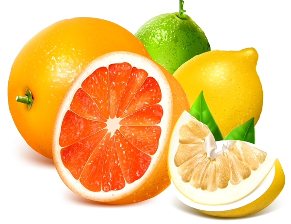 新鲜西柚橙子和柠檬矢量素材