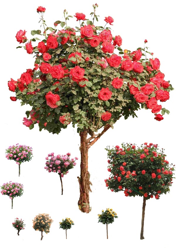 多个树状月季玫瑰psd素材