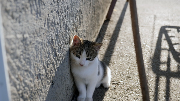 可爱小猫咪图片