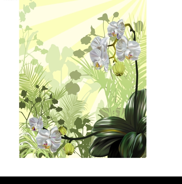 矢量兰花花卉图片