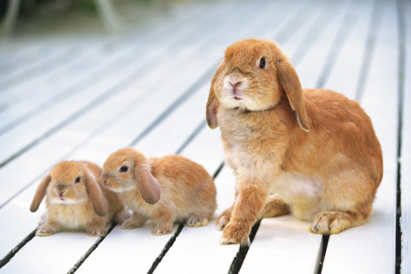 小动物宠物兔48