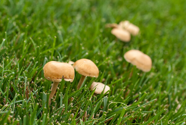 草丛中的蘑菇图片