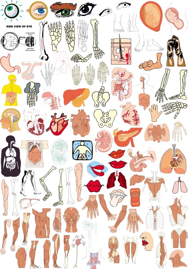 人体结构器官图片