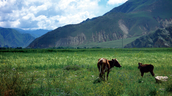 草原上的牛风景图片