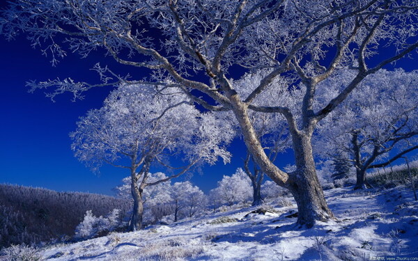 高清冬天雪花桌面背景