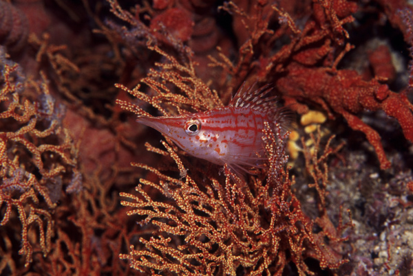 全球首席大百科深海生物鱼珊瑚海底