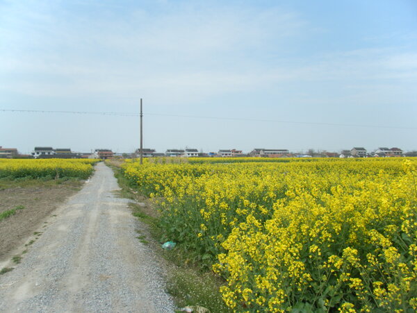 南通油菜花田图片