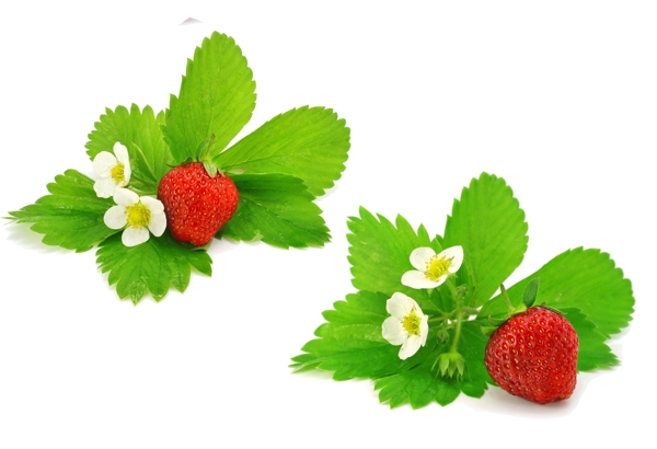 草莓花绿叶图片