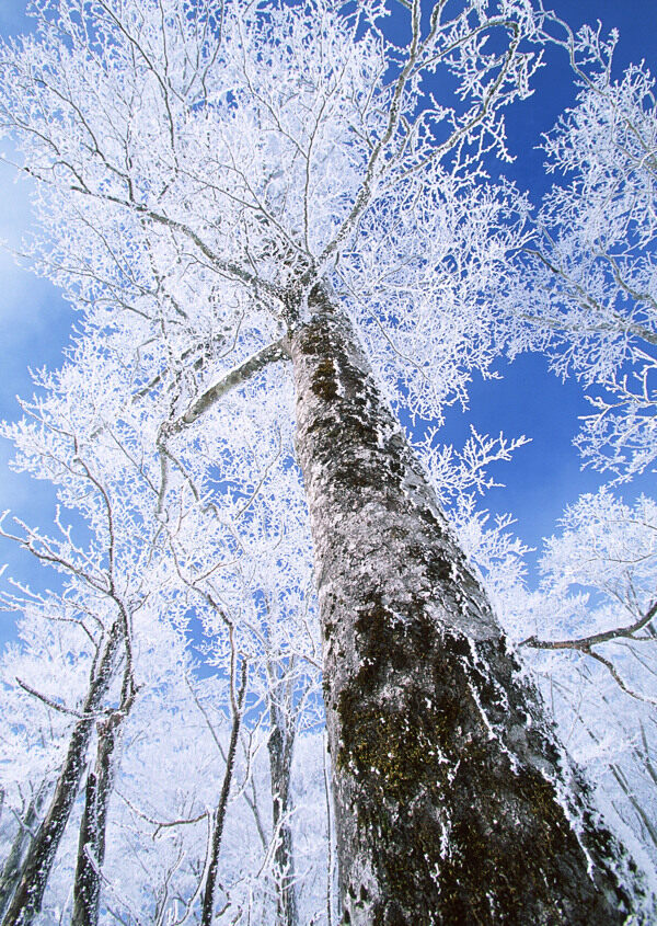 冬天的树林雪景图片