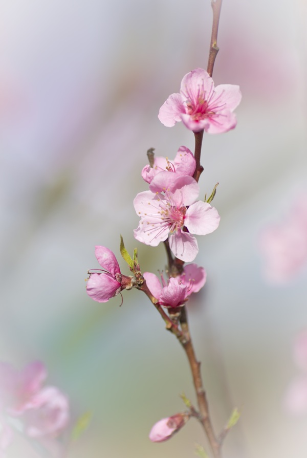 鲜艳粉色桃花图片