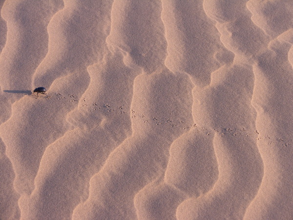 在沙漠上奔跑的昆虫图片