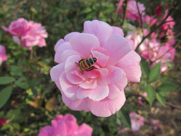 粉色玫瑰和蜜蜂图片