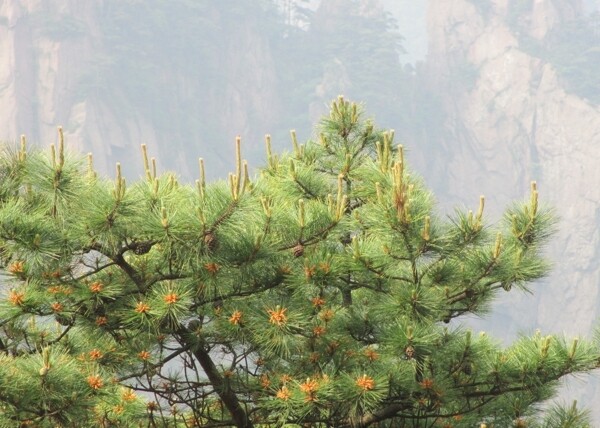 黄山风景区黄山松树图片