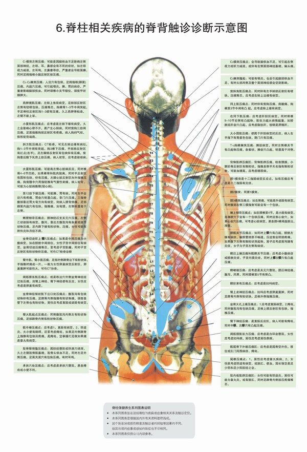 脊柱图解图片