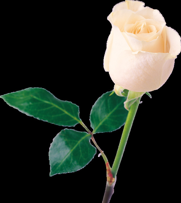 白色玫瑰花朵png元素素材