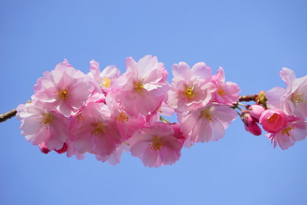 鲜艳粉色樱花图片