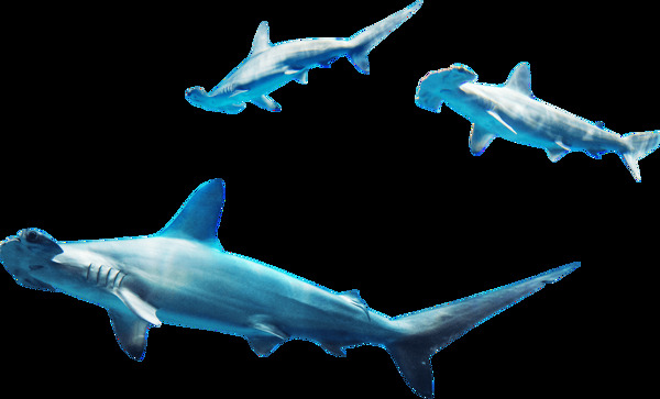 蓝色海洋鲸鱼png元素