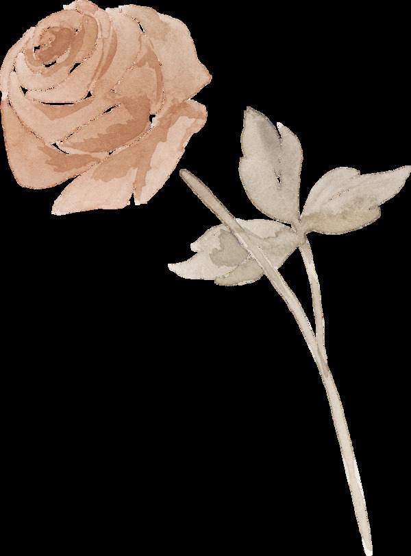 一朵古典玫瑰花PNG透明素材