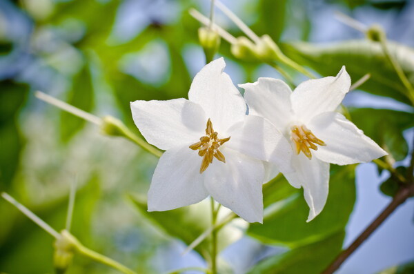 苏合香花图片