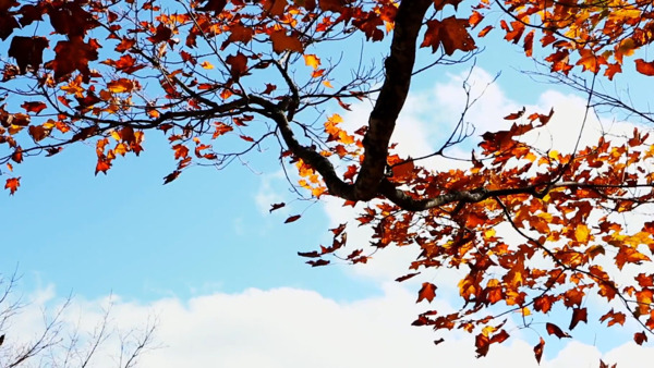 秋季被风刮落的叶子实拍视频素材
