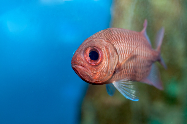 水族馆里的鱼图片