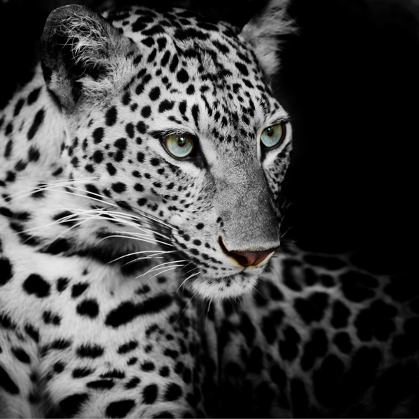 黑白豹子图片