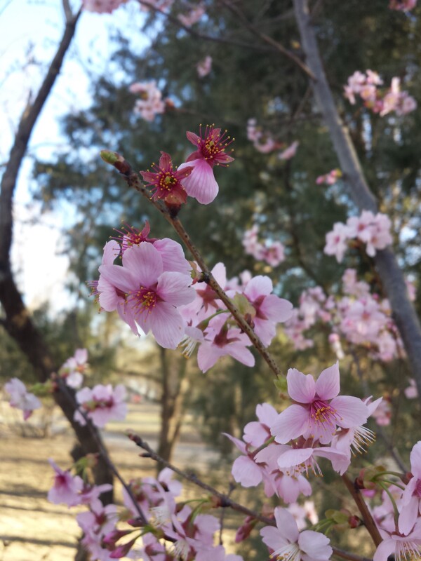 樱花图片