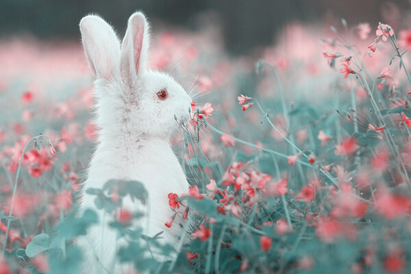 兔子可爱图片