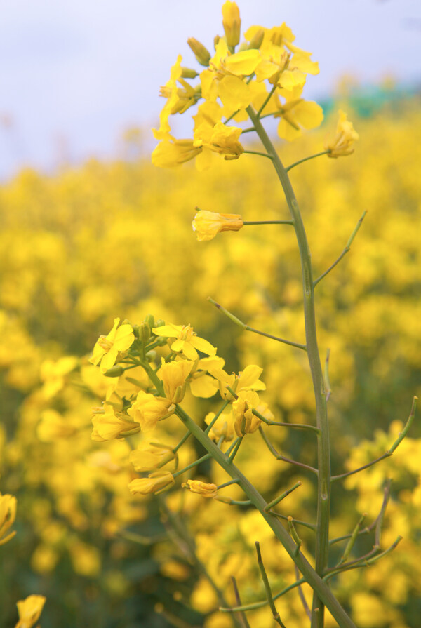 油菜花图片