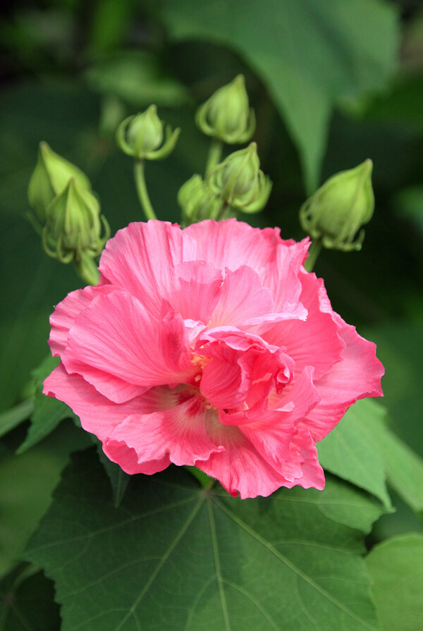 木芙蓉图片