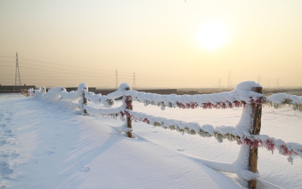 日出雪景图片