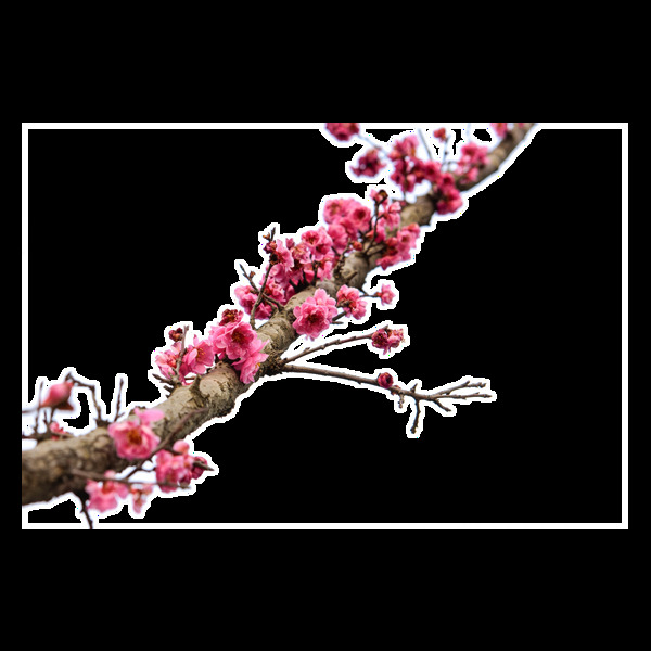 粉色梅花树枝元素