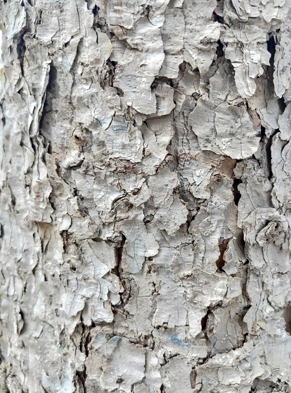纹材质实木树皮竖纹花纹