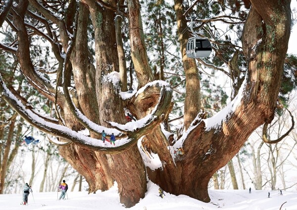 高清PSD分层素材古树滑雪场