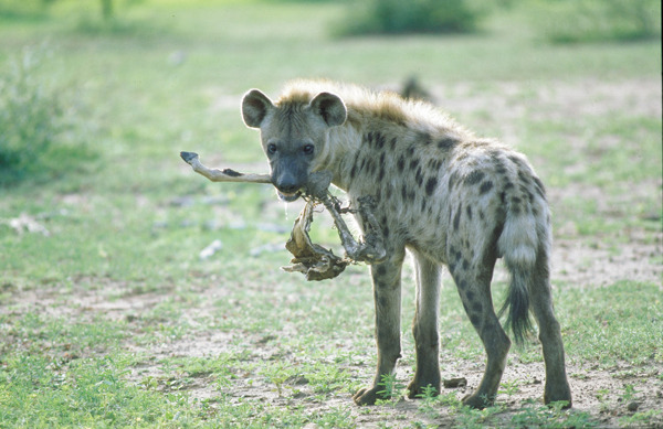 斑点鬣狗图片