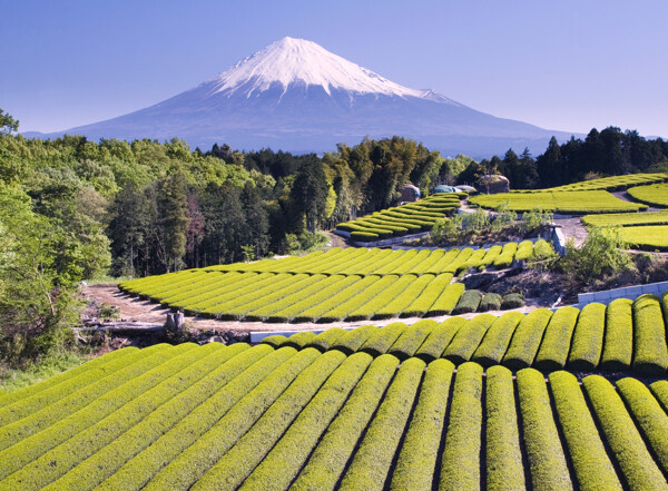 富士山下的茶园图片