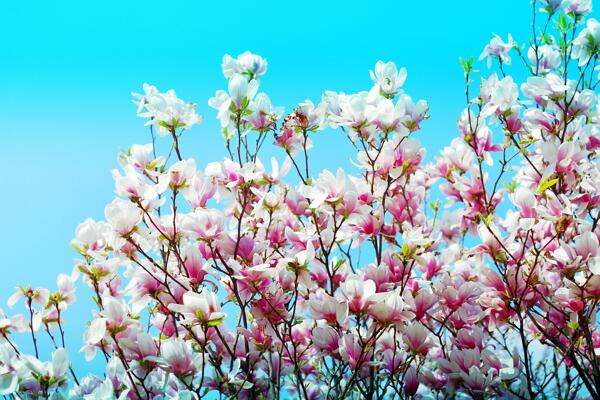 美丽的百合花