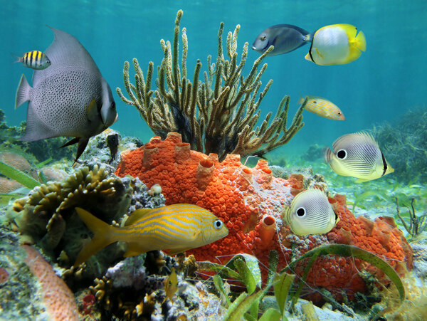 海底世界海鱼图片
