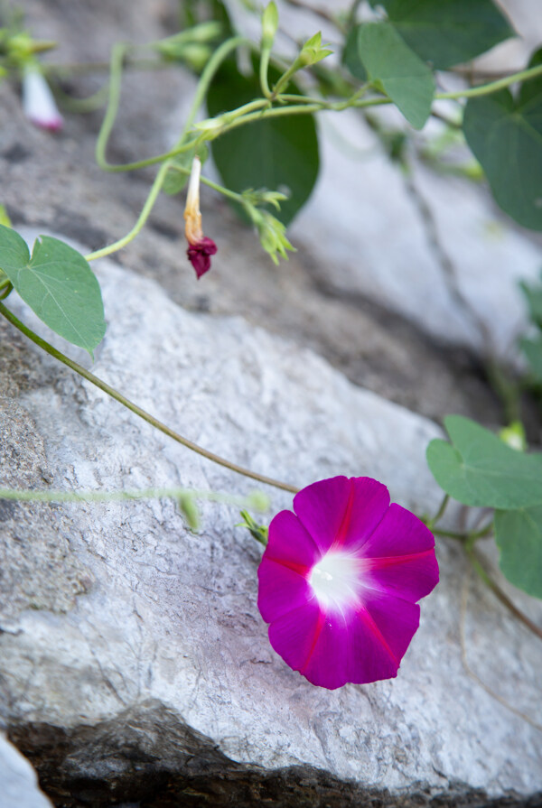 牵牛花