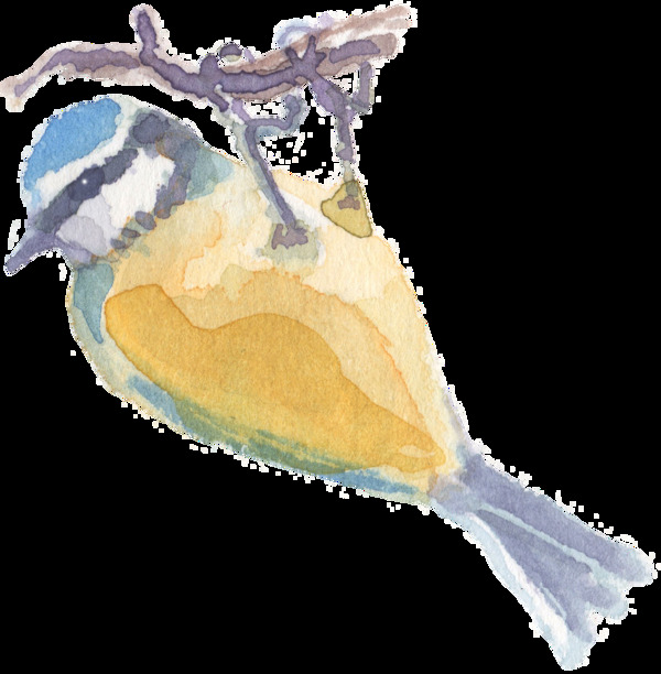 手绘抓住树枝的小鸟水彩透明素材