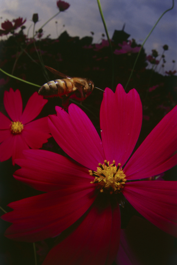 在花丛中飞的小蜜蜂