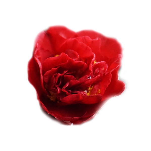 红玫瑰花实物拍摄