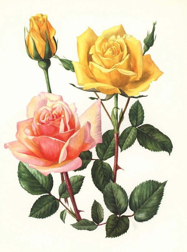 位图植物图案写意花卉花朵玫瑰免费素材